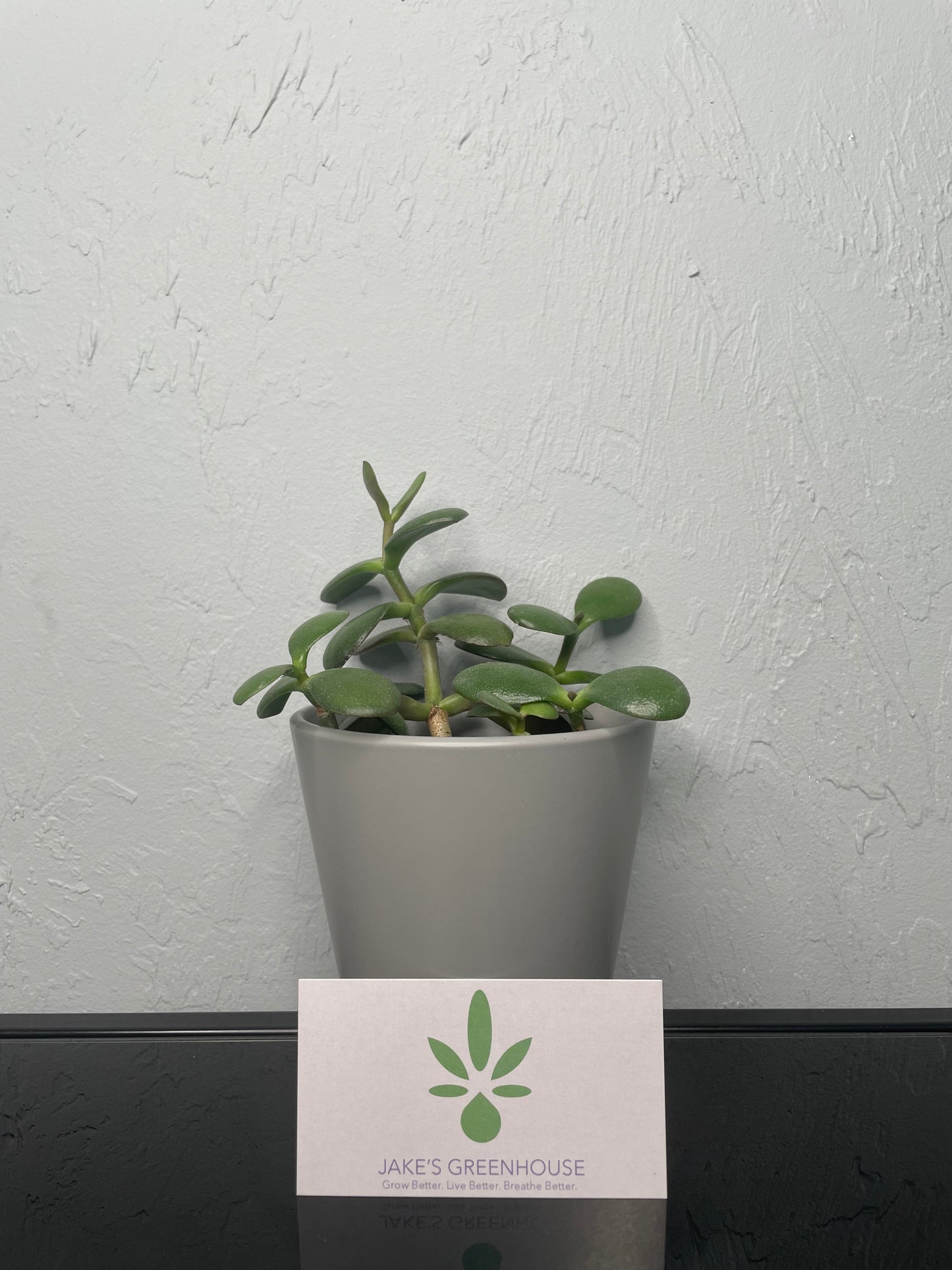 Crassula ovata Jade Plant, Small