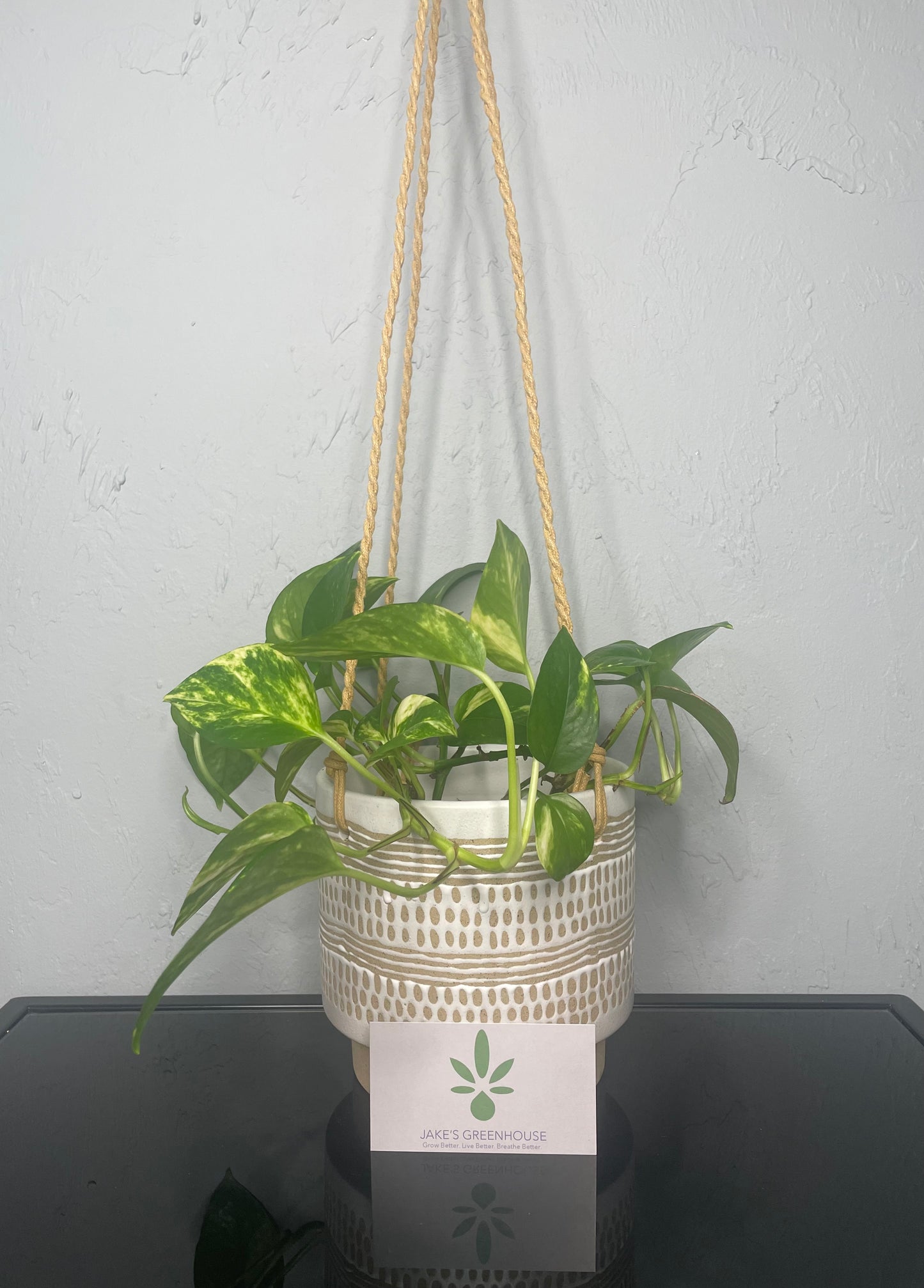 Golden Pothos Plant, Medium