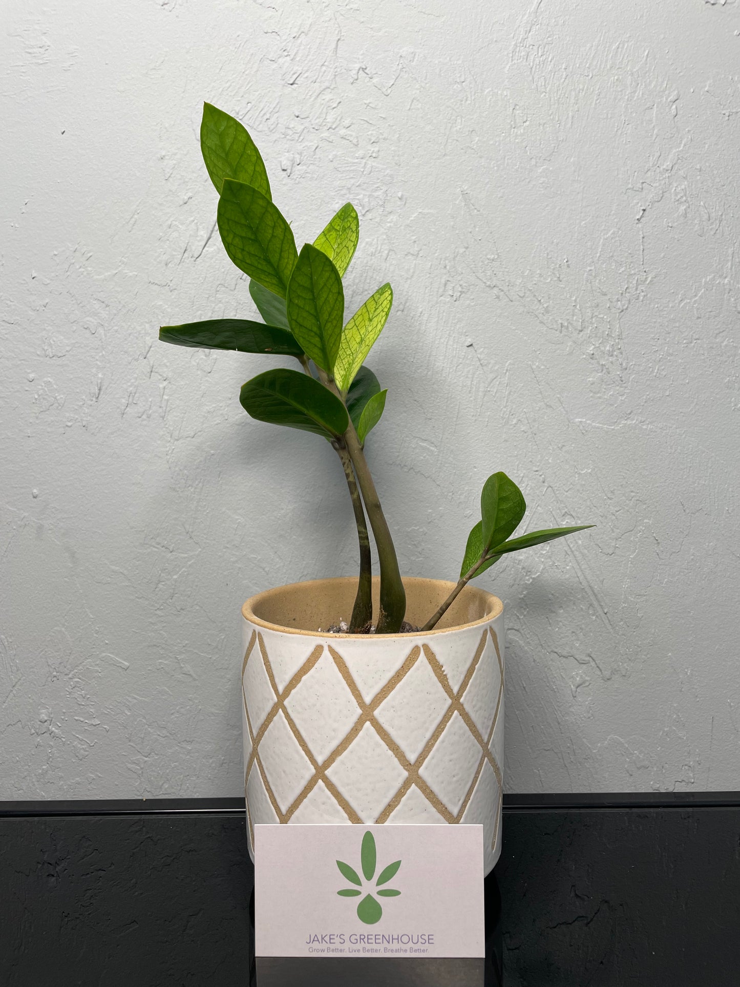 Chameleon ZZ Plant, Medium