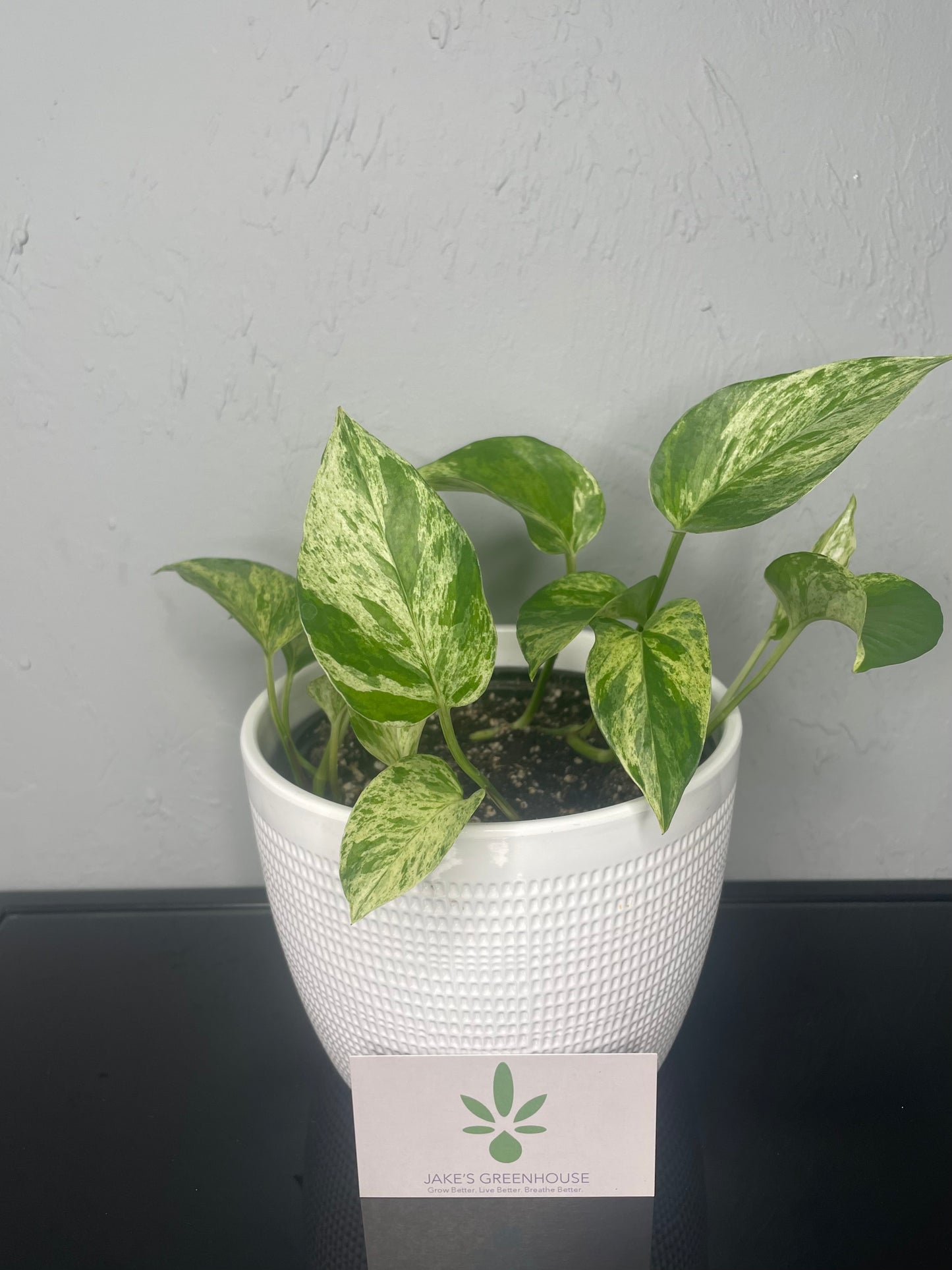 Marble Queen Pothos Plant, Medium