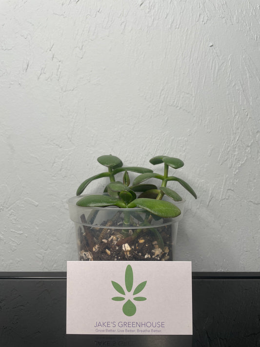 Crassula ovata Jade Plant, Small