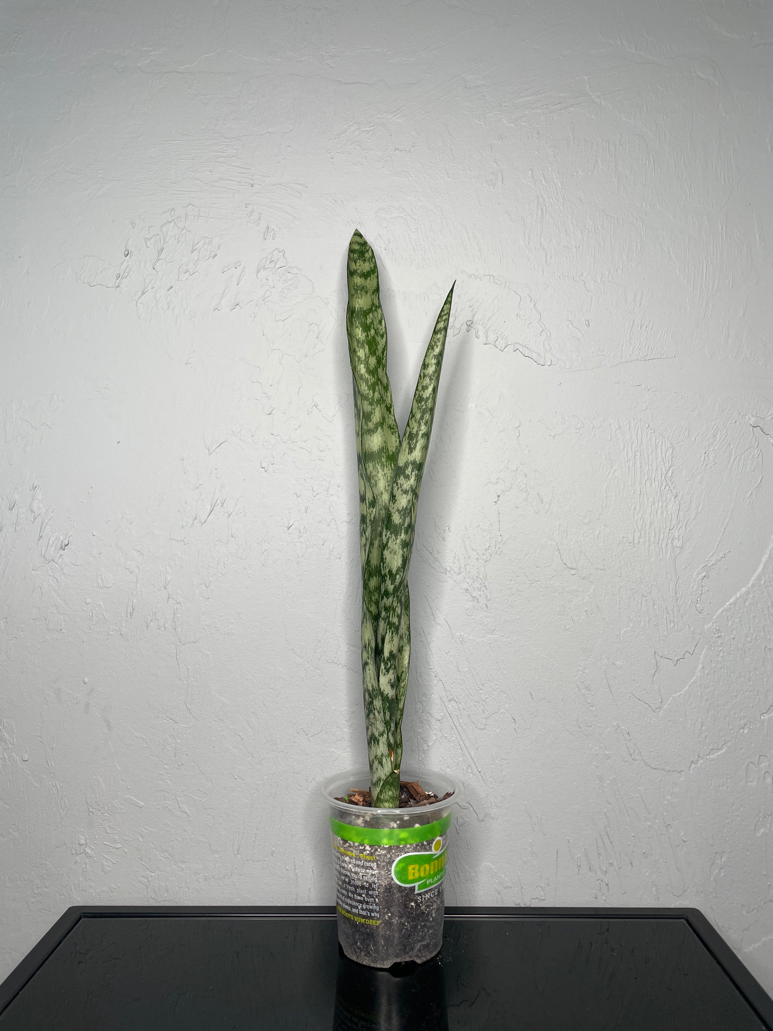 snake plant futura robusta Futura Robusta Snake Plant, Small – Jake's Greenhouse