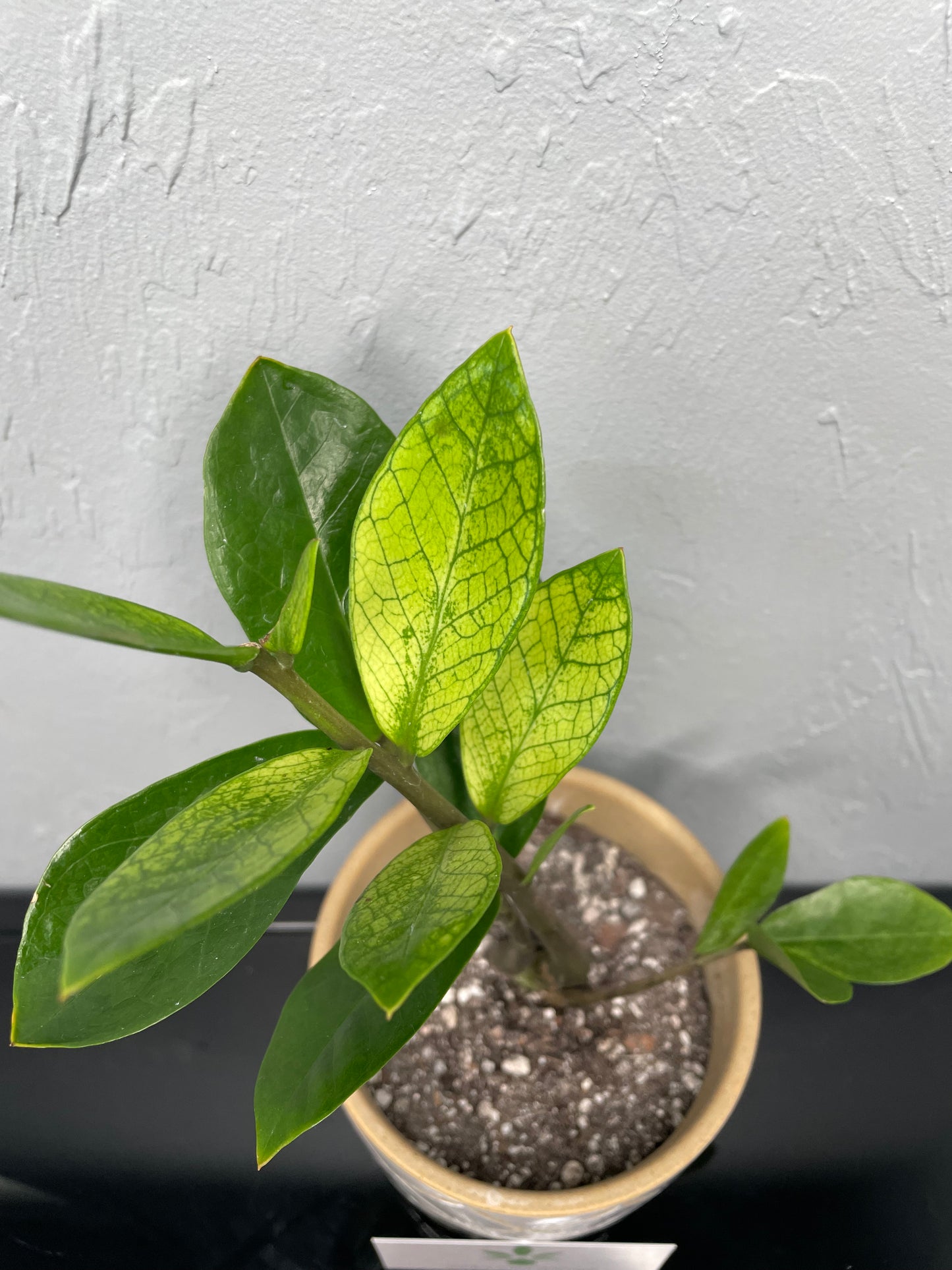 Chameleon ZZ Plant, Medium