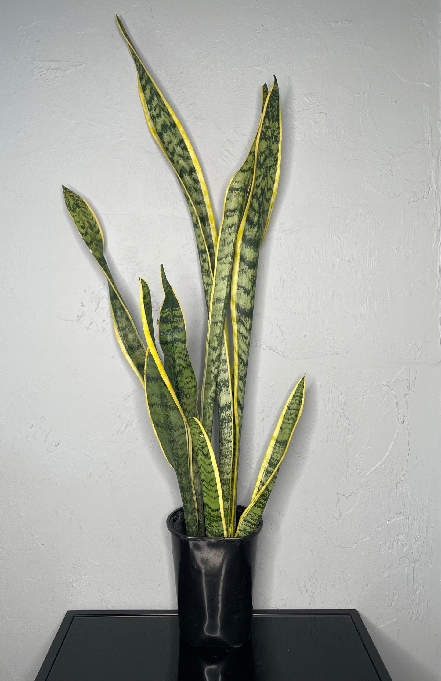 Laurentii Snake Plant, Large