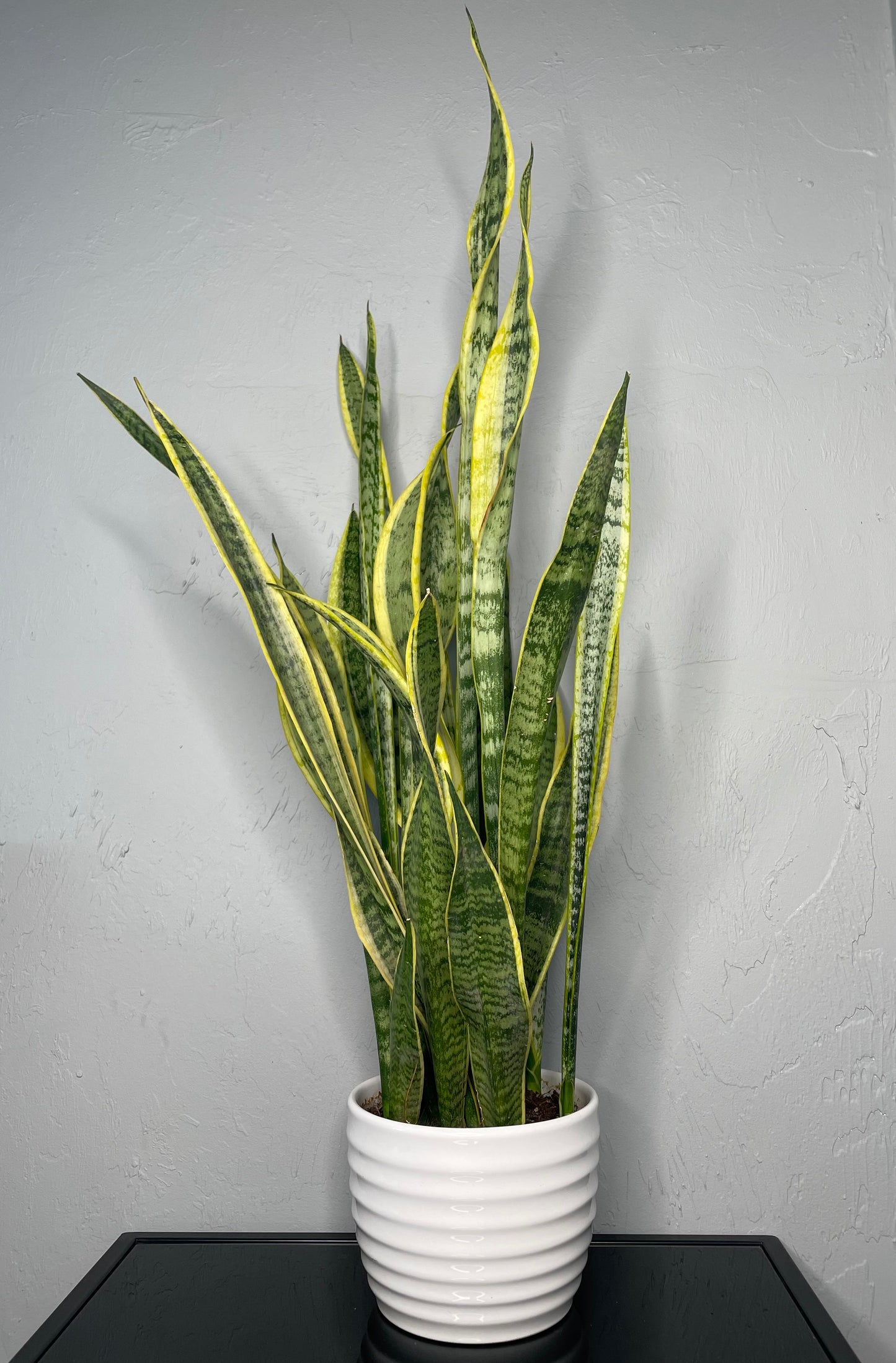 Laurentii Snake Plant, Large