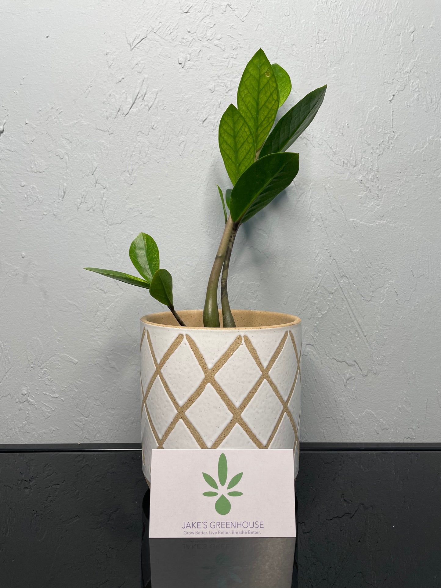 Chameleon ZZ Plant, Medium