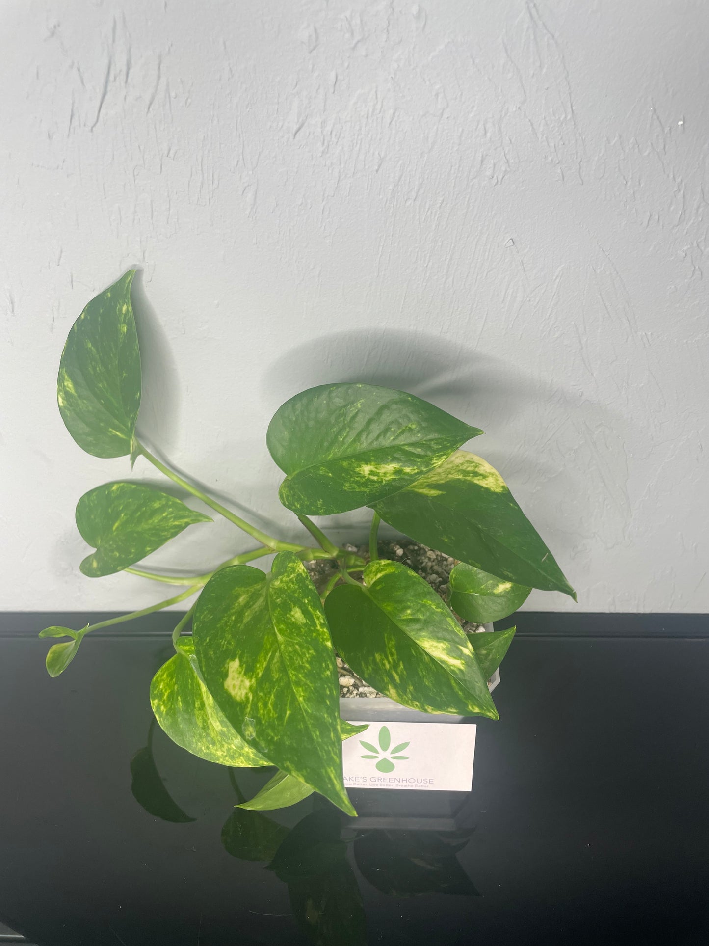 Golden Pothos Plant, Small