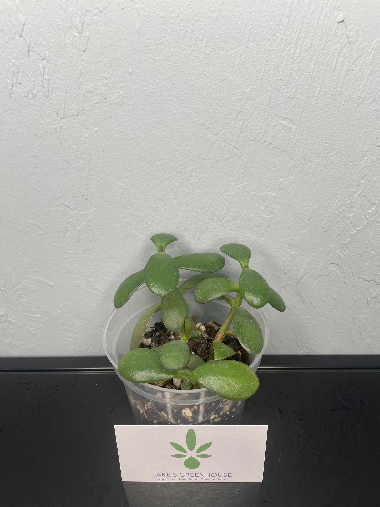 Crassula ovata Jade Plant, Small