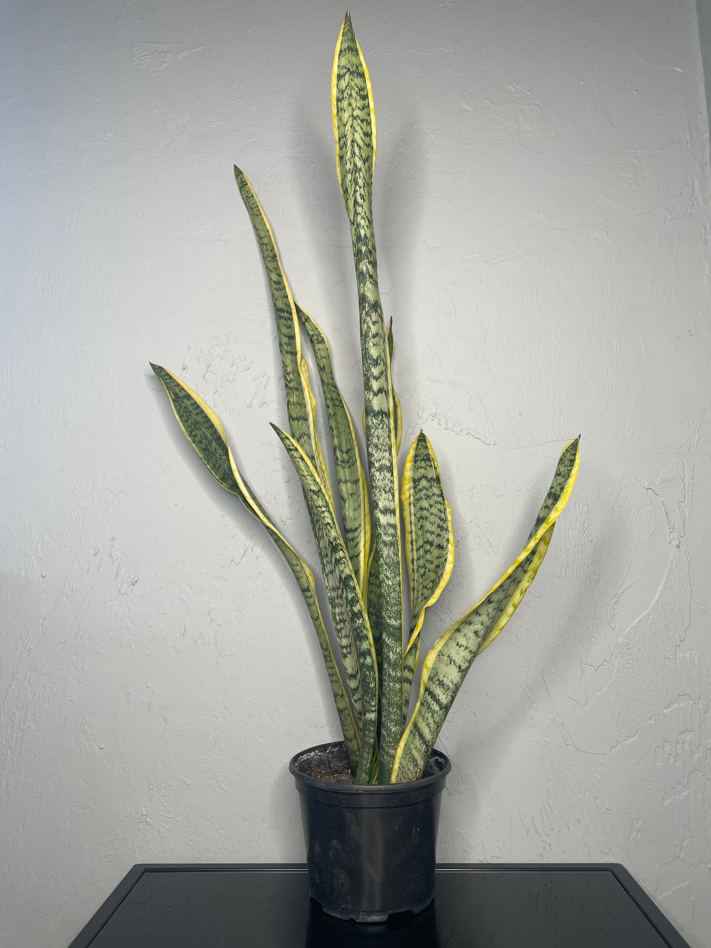 Laurentii Snake Plant, Medium