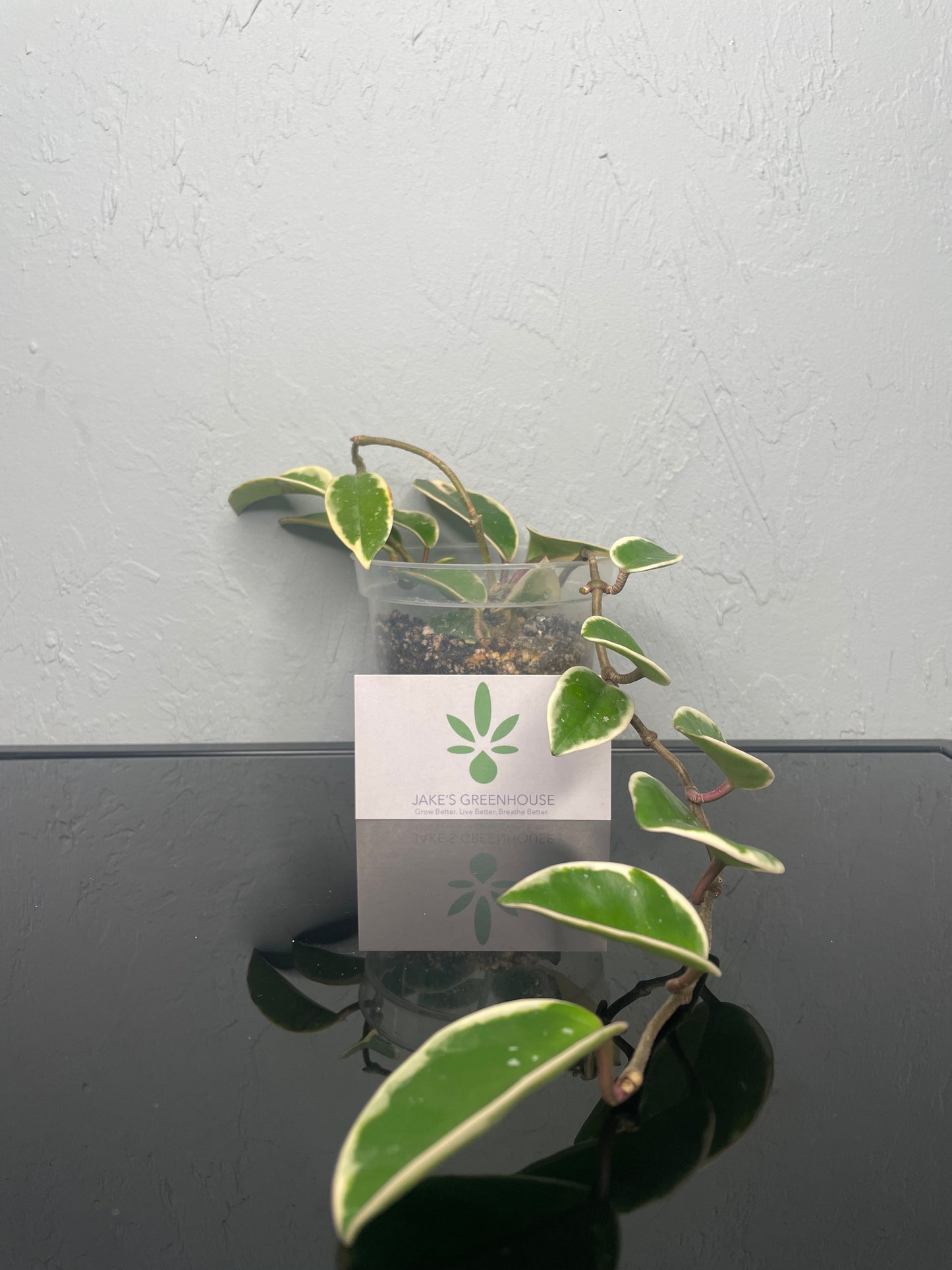 Hoya Carnosa Krimson Queen Plant, Small