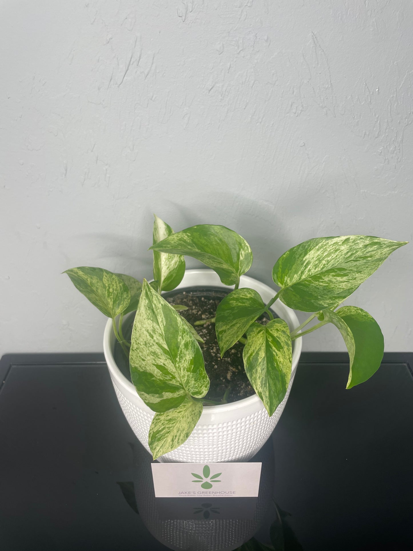 Marble Queen Pothos Plant, Medium