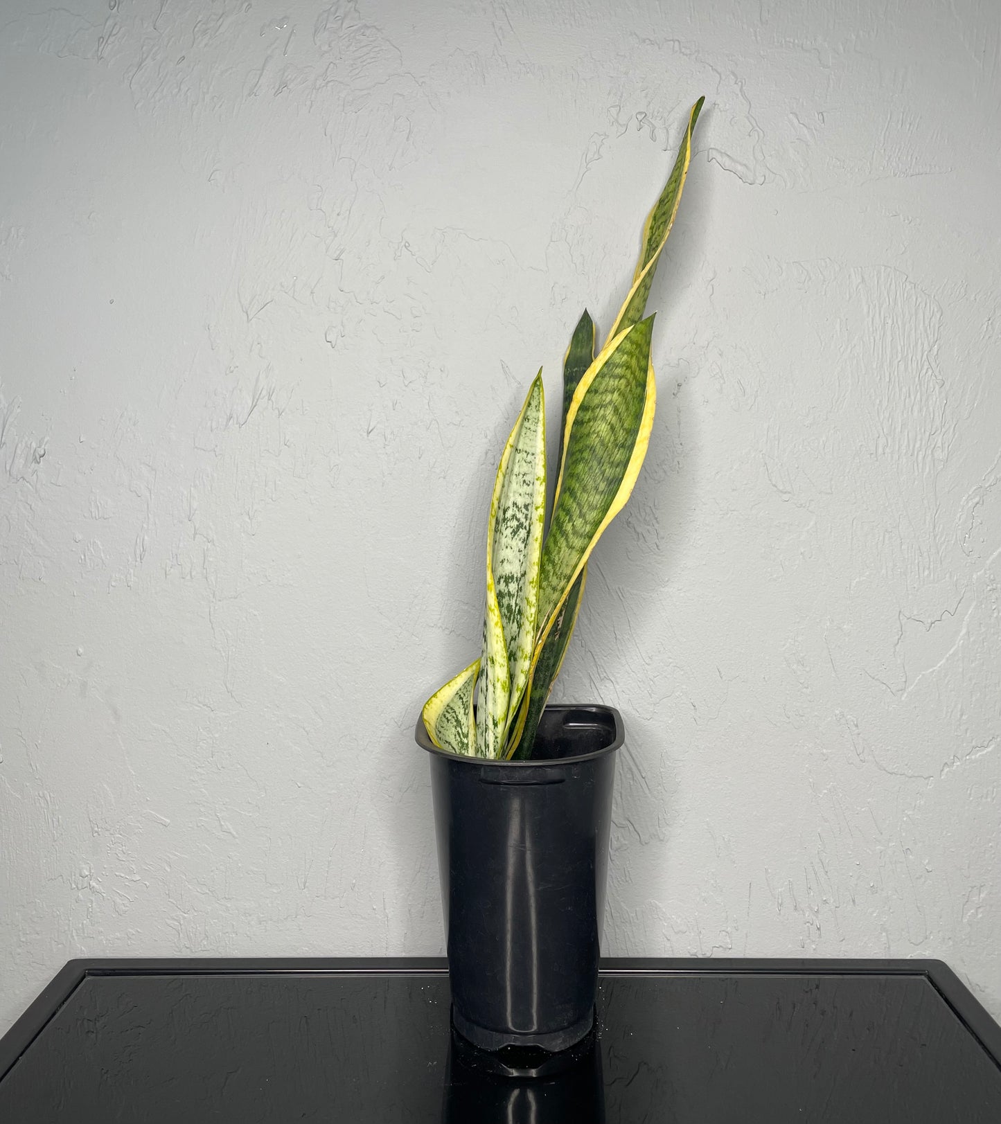 Laurentii Snake Plant, Small
