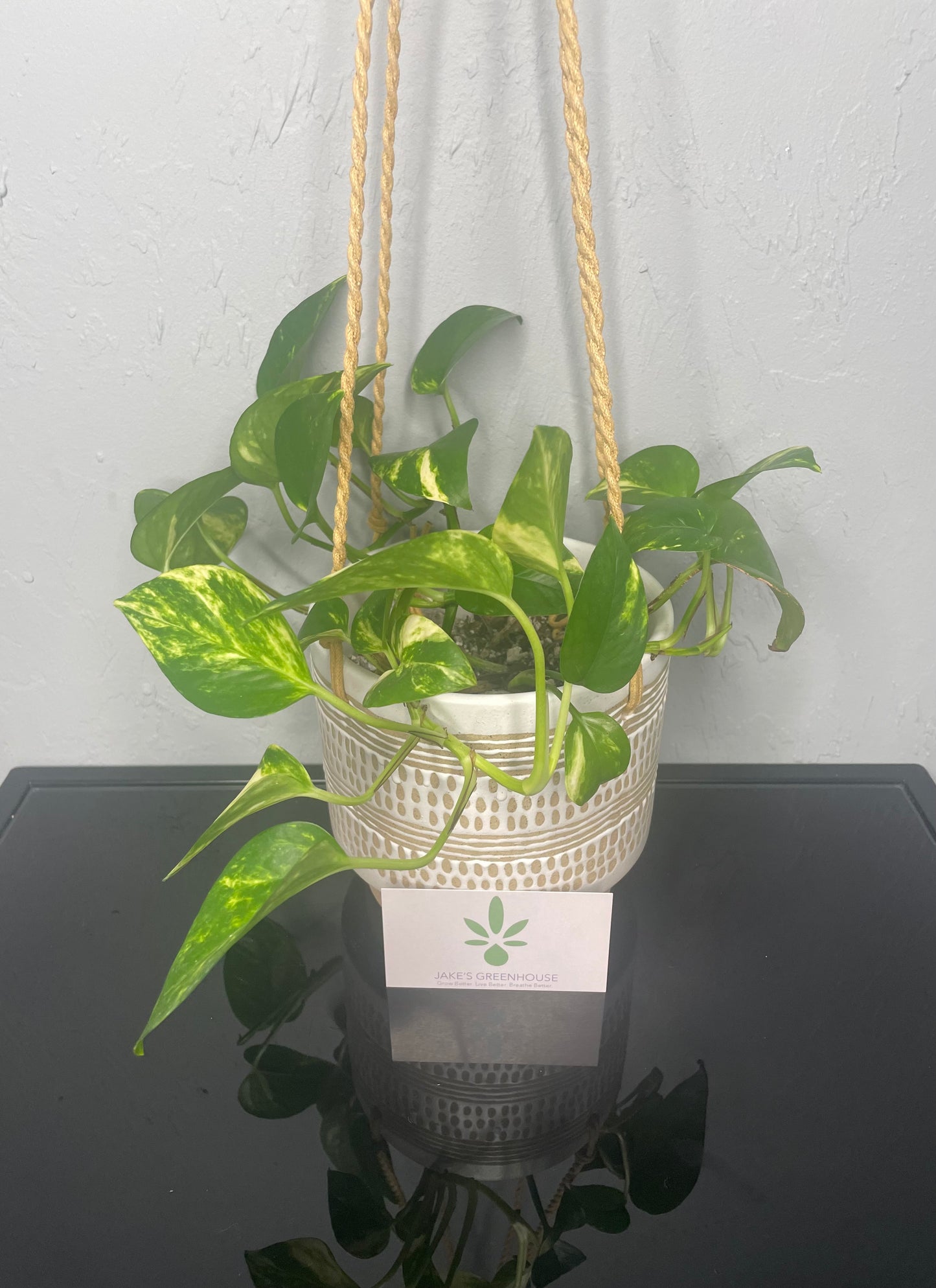 Golden Pothos Plant, Medium