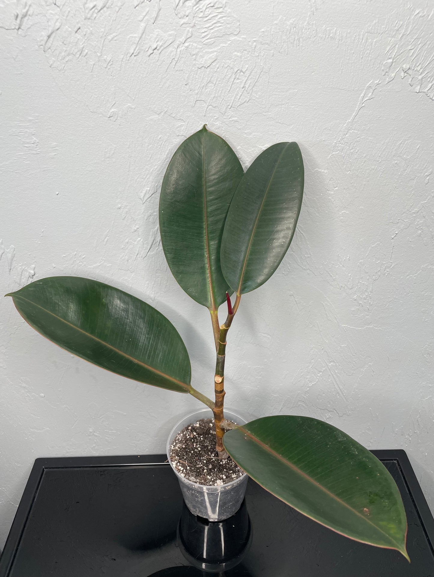 Ficus Elastica Rubber Tree, Small