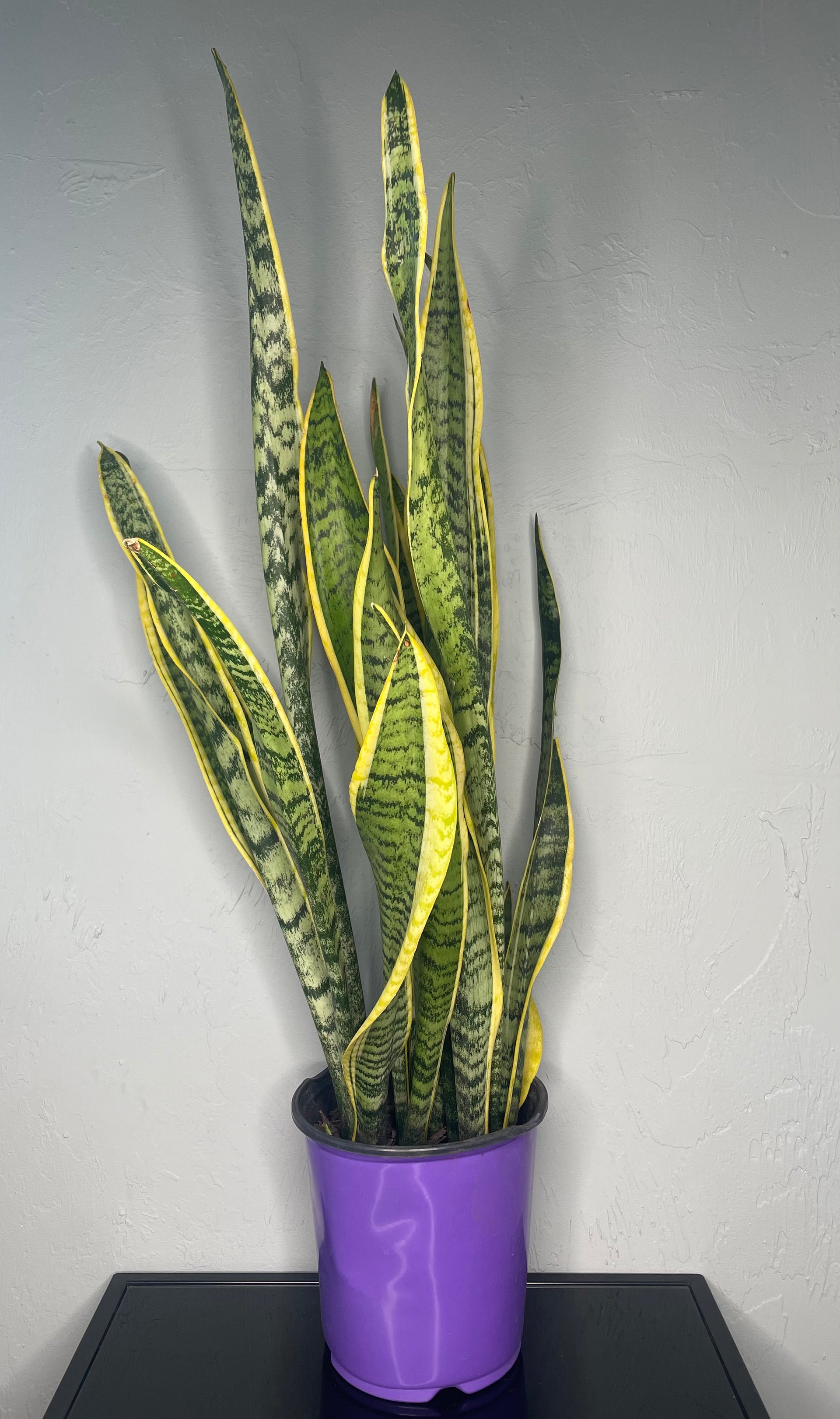Laurentii Snake Plant, Large – Jake's Greenhouse