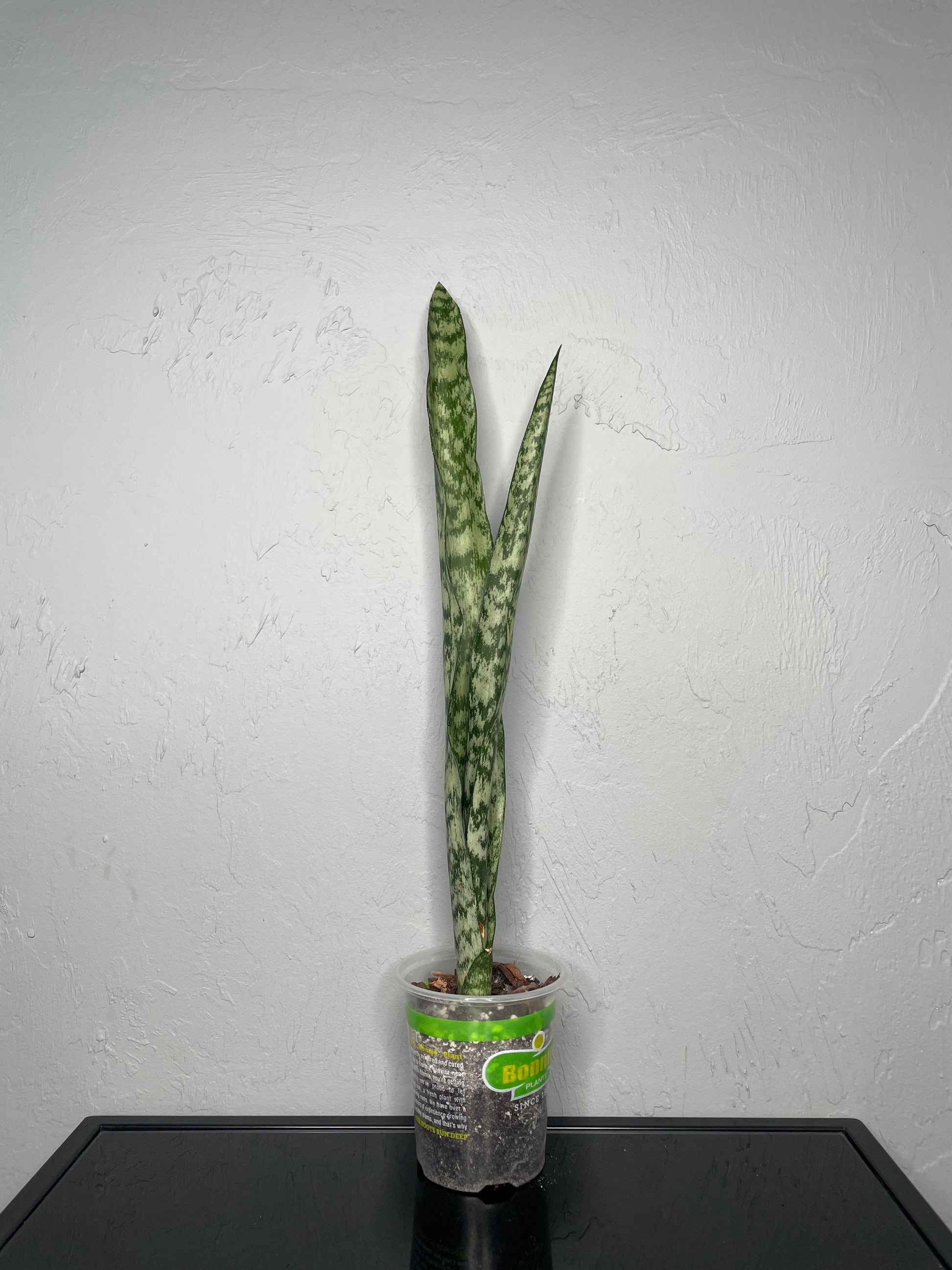 futura robusta snake plant care Futura Robusta Snake Plant, Small – Jake's Greenhouse