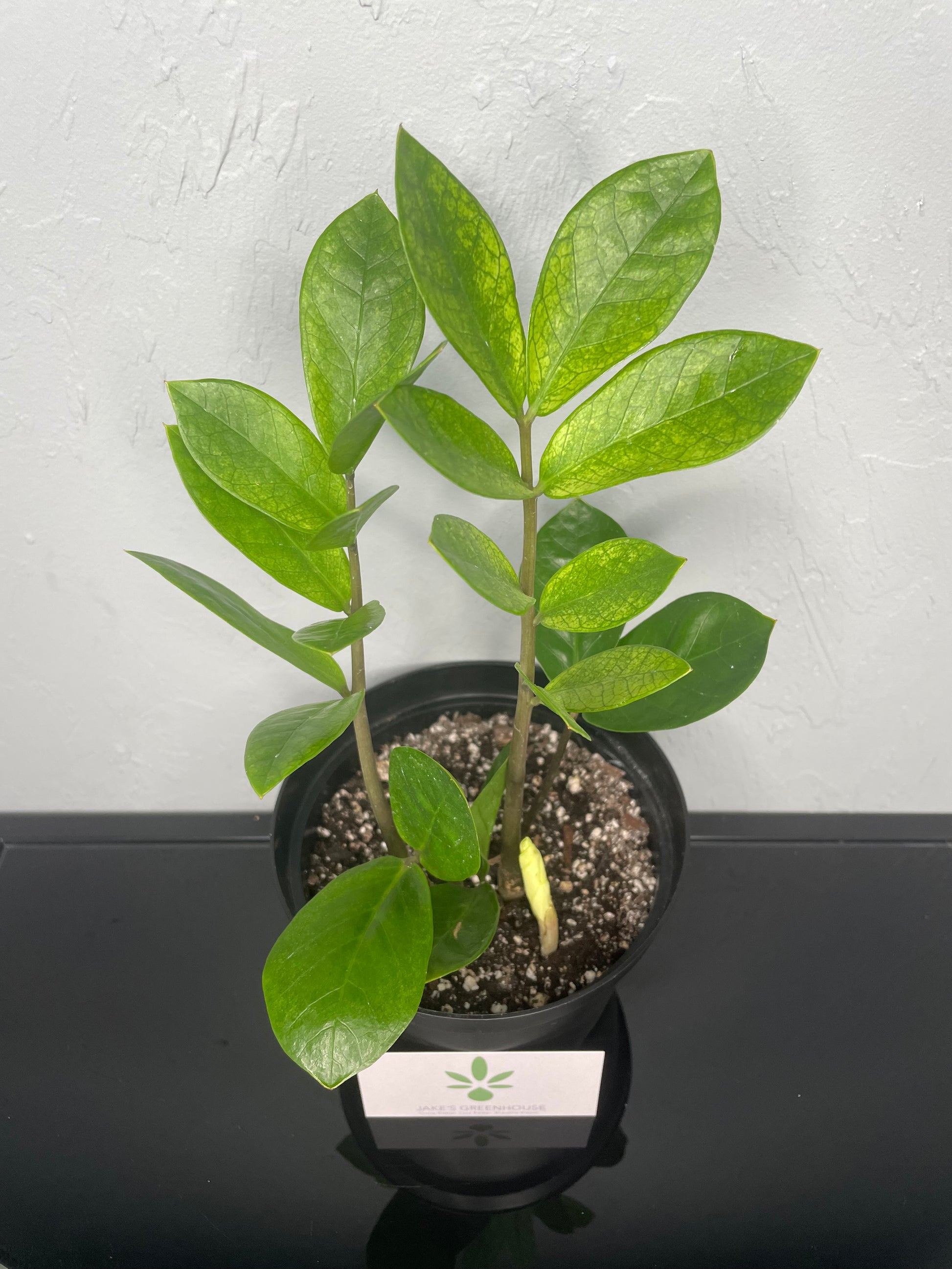 chameleon zz plant care Chameleon ZZ Plant, Medium – Jake's Greenhouse