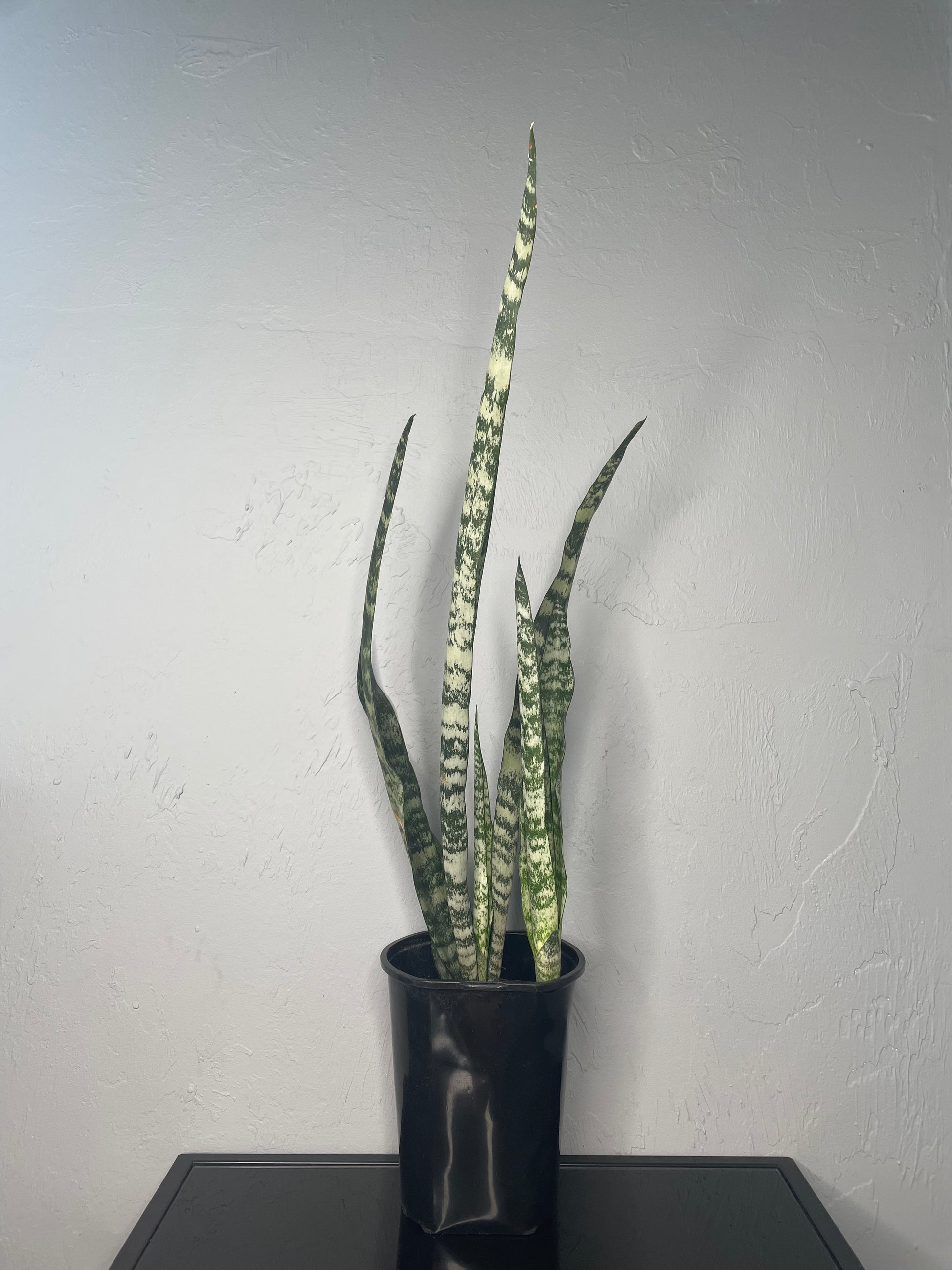 robusta snake plant Futura Robusta Snake Plant, Medium – Jake's Greenhouse