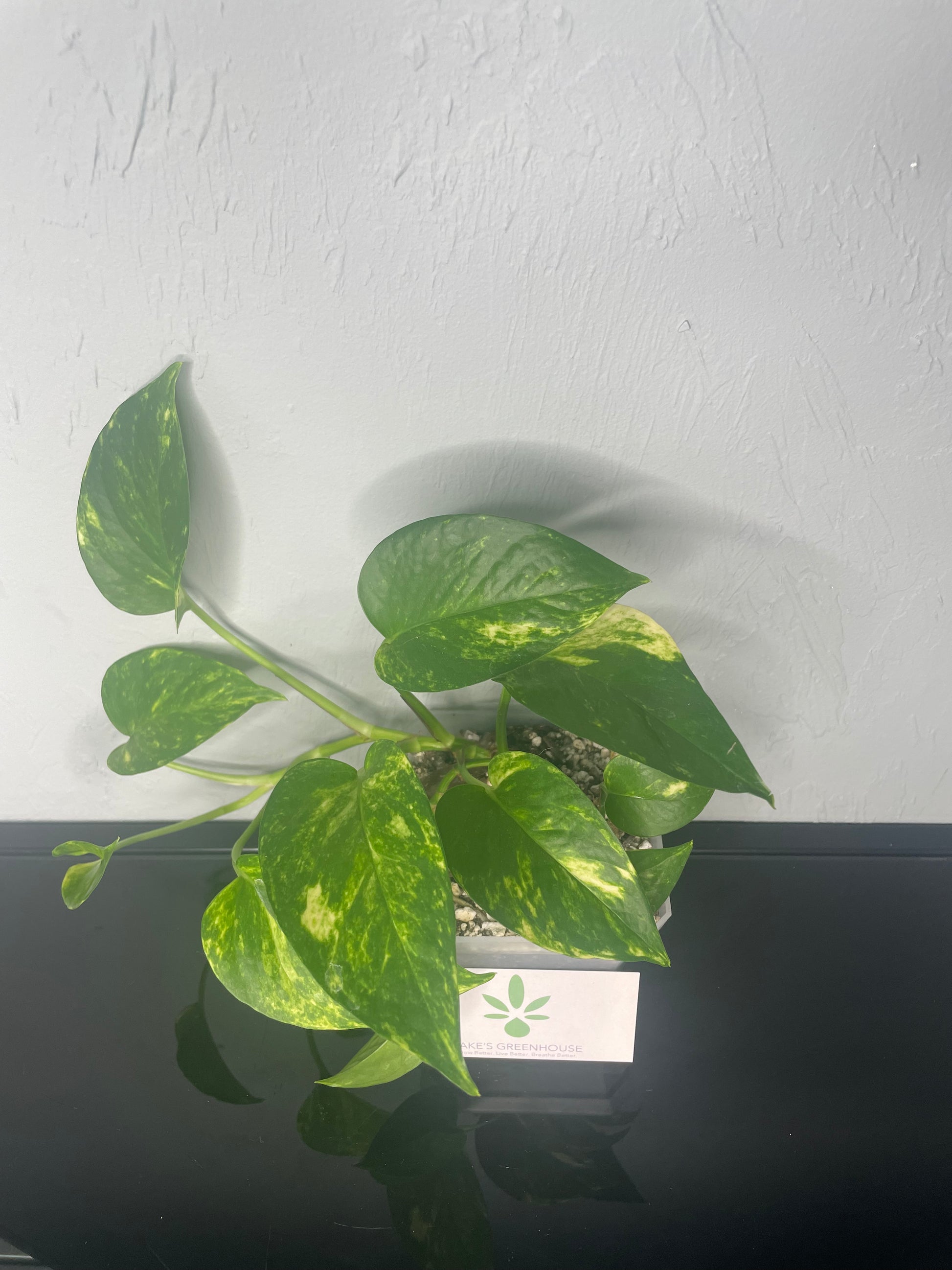 pothos plant small leaves Golden Pothos Plant, Small – Jake's Greenhouse