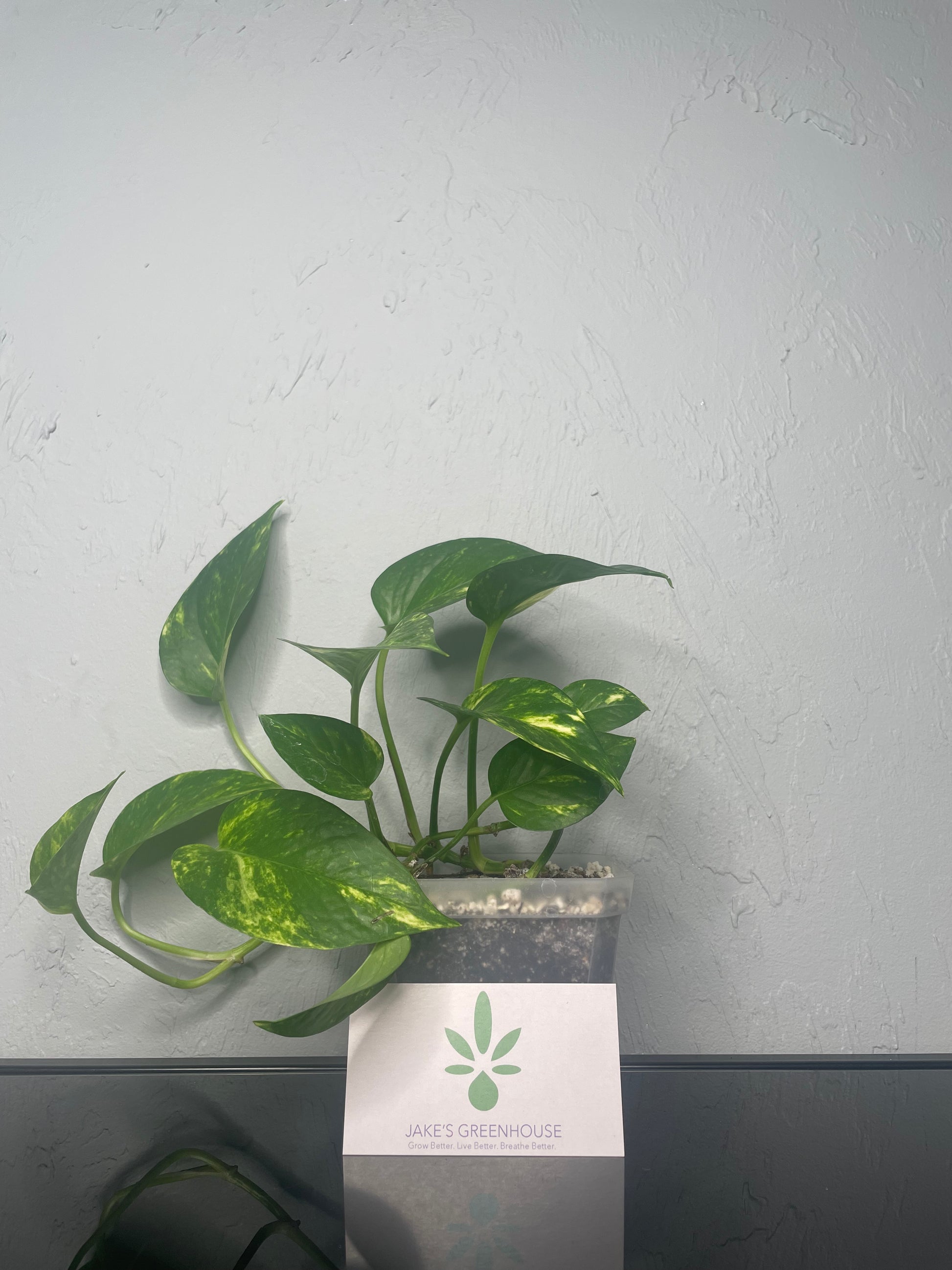 small golden pothos Golden Pothos Plant, Small – Jake's Greenhouse