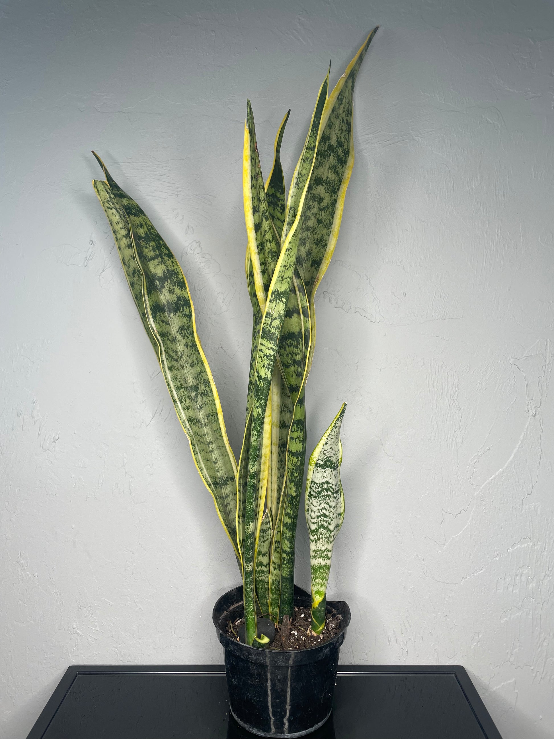 tall skinny snake plant Laurentii Snake Plant, Medium – Jake's Greenhouse