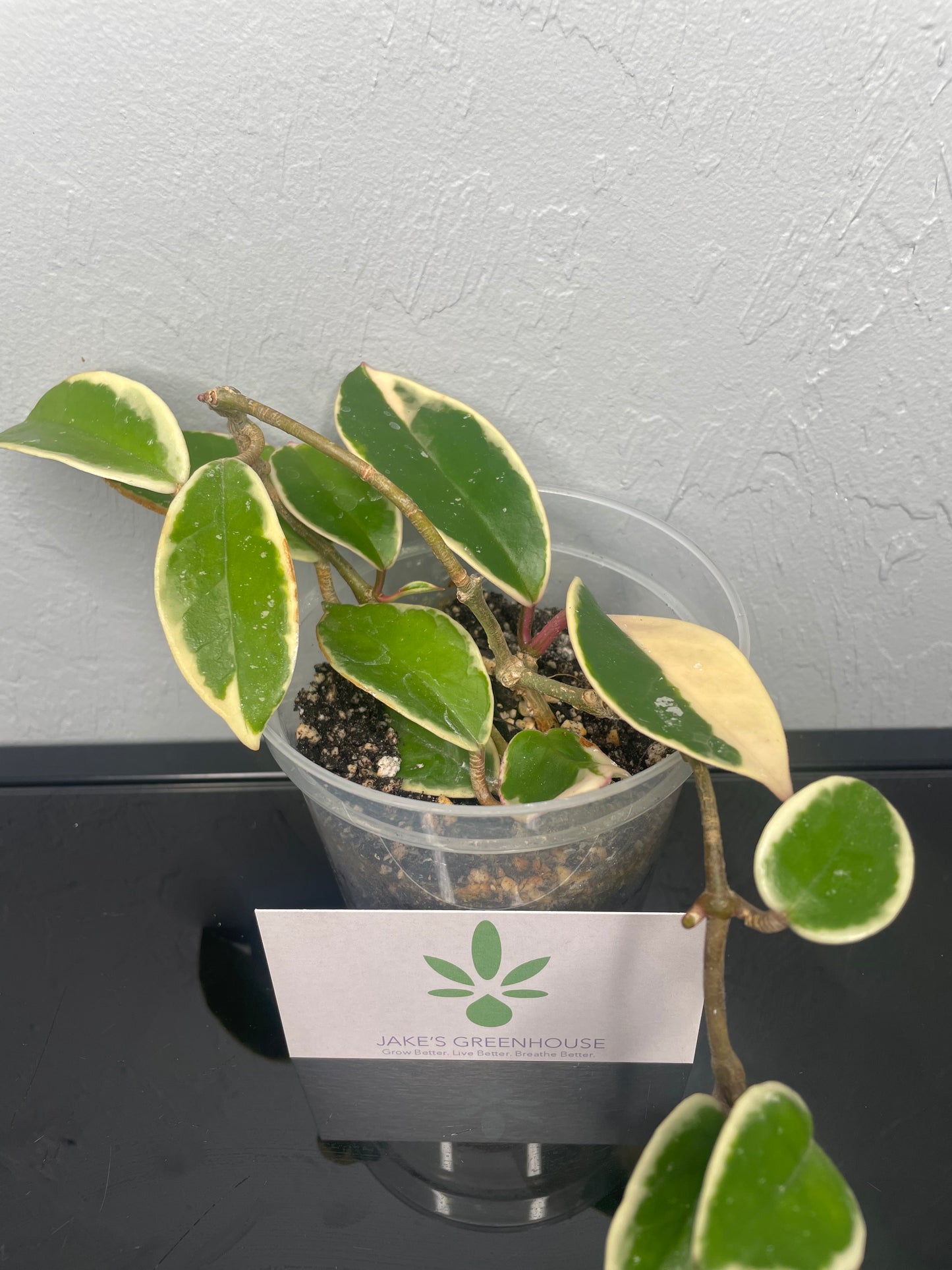 Hoya Carnosa Krimson Queen Plant, Small