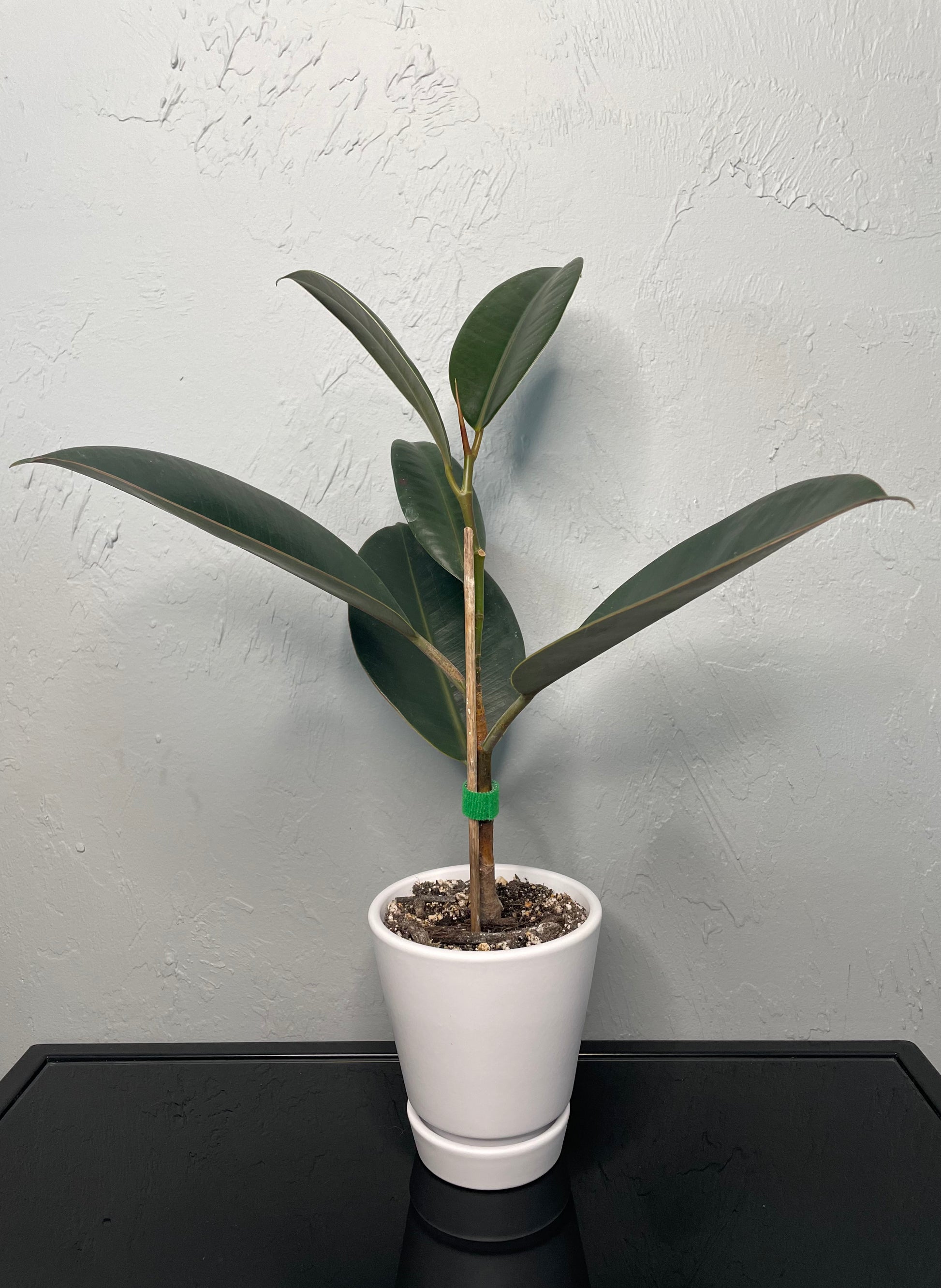 rubber tree small Ficus Elastica Rubber Tree, Small – Jake's Greenhouse