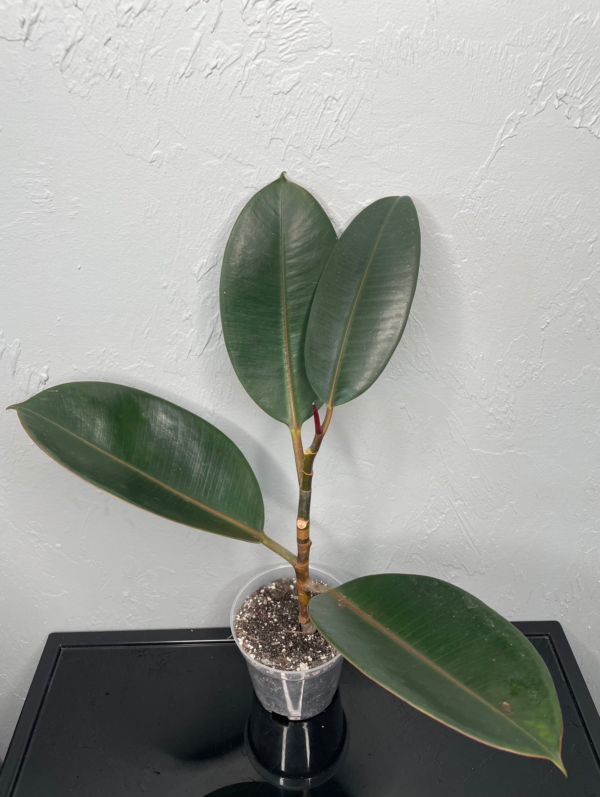 rubber tree size Ficus Elastica Rubber Tree, Small – Jake's Greenhouse