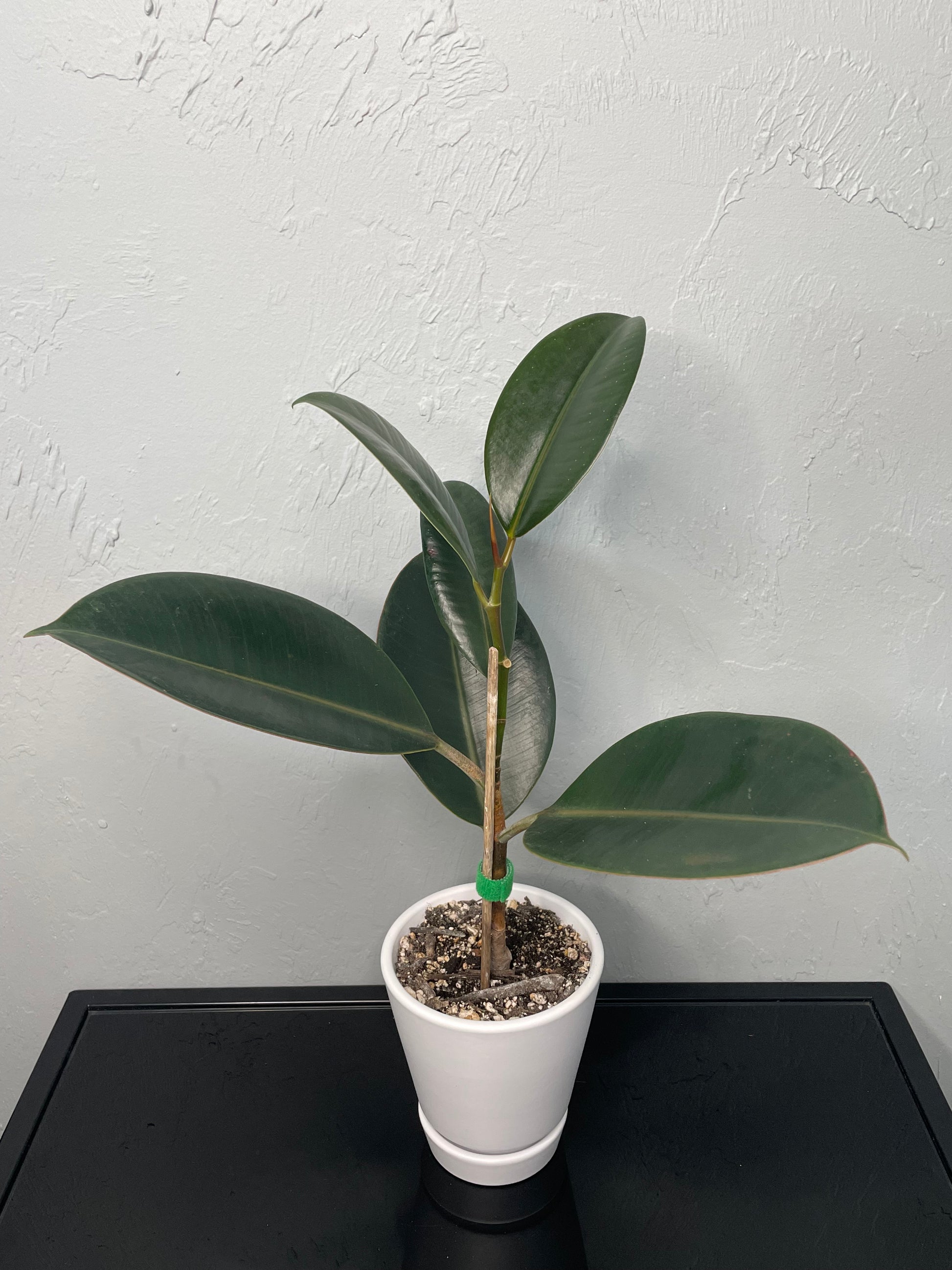 small rubber tree Ficus Elastica Rubber Tree, Small – Jake's Greenhouse